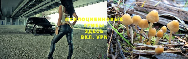 молекула духа Новозыбков